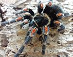 Brachypelma auratum (adult) ♀