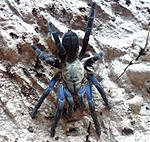 Cyriopagopus lividus (ex Haplopelma lividum) (12 L) ♀