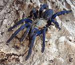 Cyriopagopus lividus (ex Haplopelma lividum) (12 L) ♀