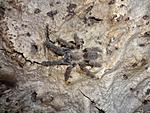 Cyriopagopus sp. Hati hati (6 L) ♀