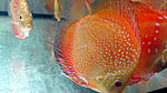 IMG 4987