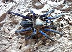 Cyriopagopus lividus (ex Haplopelma lividum) (12 L) ♀