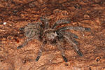 Ornithoctonus costalis (sling)