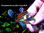 Bulu Ayam Red