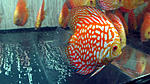 IMG 5054