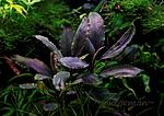 Bucephalandra Deep Purple from Kapuas