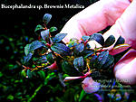 Brownie Metalica