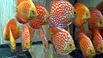 IMG 5069