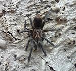 Pamphobeteus nigricolor (6 L) ♂
