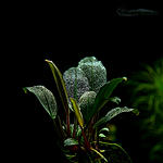 Bucephalandra sp. Flamingo Borneo