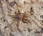Cyriopagopus schmidti (ex Haplopelma schmidti) (4 L)