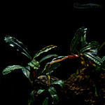 Bucephalandra sp. Emerald carpet