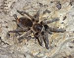 Phormictopus atrichomatus (7 L) ♀