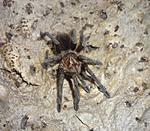 Pamphobeteus nigricolor (6 L) ♂