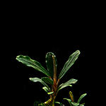 Bucephalandra sp. Palm tree daerah sanggau