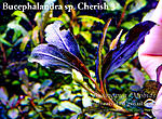 Cherish 3 1