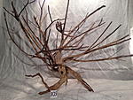 IMG 2516