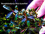 Bulu Ayam Red