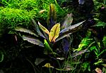 Bucephalandra Deep Purple from Kapuas