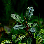 Bucephalandra sp. Brownie Apollo