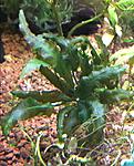  Pteridophyta X kiat