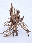 IMG 2525