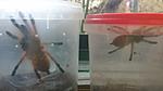 Pterinochilus murinus RCF