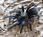 Cyriopagopus lividus (ex Haplopelma lividum) (adult) ♀