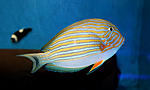 Acanthurus lineatus