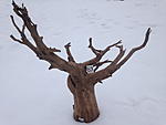 IMG 2528