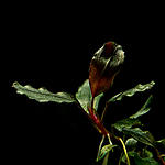 Bucephalandra sp. Black kayu manis
