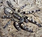 Poecilotheria tigrinawesseli (adult) ♀