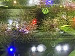  "" (Limnophila sp. Guinea Needle Leaf) [2]