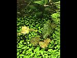   (Nymphaea lotus Green) 
[01]