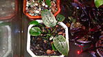 Cryptocoryne ferruginea var. ferruginea, Bau, Sarawak, Borneo