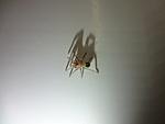 Lasiodora parahybana L1