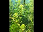   (Rotala sp. "Bangladesch") [2]