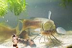   (Ictalurus punctatus)