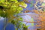 european biotope aquarium detail