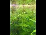   "" (Limnophila sp. Guinea Needle Leaf) [1]