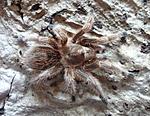 Grammostola rosea red (11 L) ♀