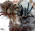 Chilobrachys sp.Kaeng krachan (11 L)