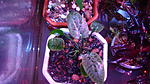 Cryptocoryne ferruginea var. ferruginea, Bau, Sarawak, Borneo