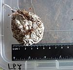  Lasiodora parahybana