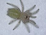 Lasiodora parahybana  2    