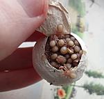   Hysterocrates gigas,   2 