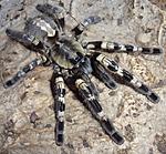 Poecilotheria tigrinawesseli (adult) ♀