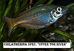 Chiletherina spec. Upper Tor river