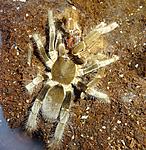 Hysterocrates gigas   