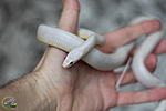 Elaphe guttata  ,  Blizzard,  17- 